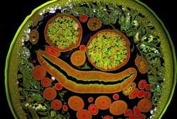pareidolia