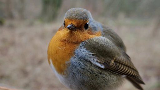European Robin